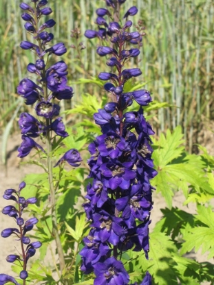 Picture of Delphinium Pacific Giants - Black Knight